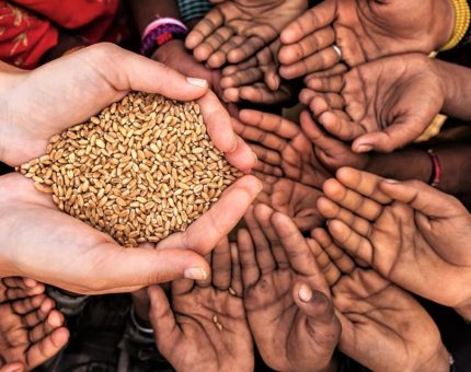 The Food & Harvest Project