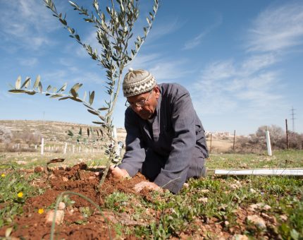 Tree of hope project